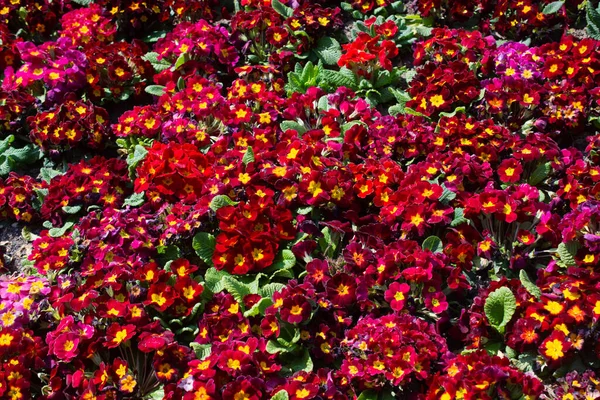 Flores Florecientes Jardín Primavera Como Fondo Floral —  Fotos de Stock