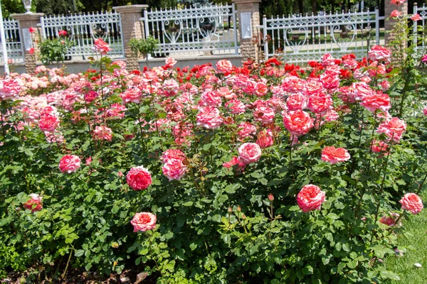 Exhiben Rosas Rosadas Parque Botánico Estambul — Foto de Stock