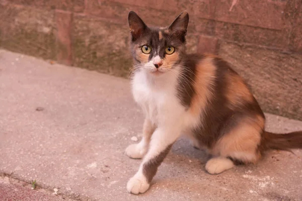 Portrait of  a lovely kitten as domestic animal in view