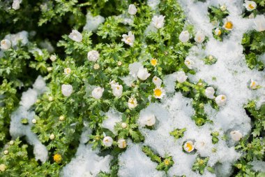 Baharın ilk çiçekleri karların altında bir bahçede