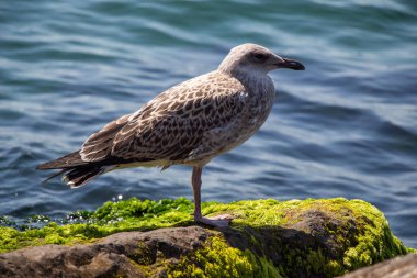 Deniz kenarındaki canlı yeşil yosunlu kayalarda duran martı.