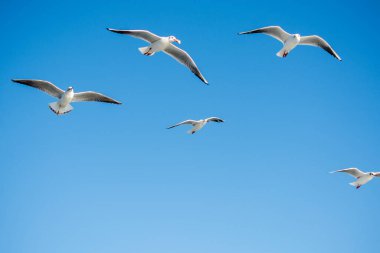 Martılar gökyüzünde uçuyor.