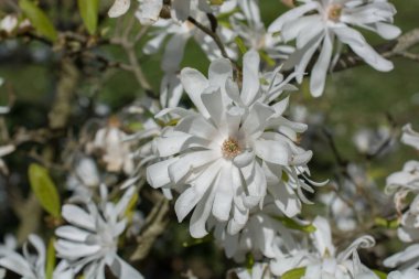 Bahar mevsiminde ağaçlar çiçek açar.