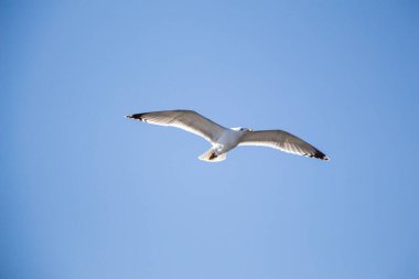 Arka plan olarak mavi gökyüzünde uçan tek bir martı.