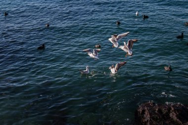 Martılar deniz suyunun üzerindedir.