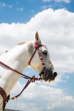 bir at açık havada Başkanı ile kısmi görünümünde koşum