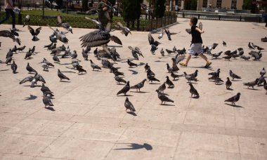 Sevimli güvercin kuşlarının arasında küçük bir çocuk Kentsel bir çevrede besleniyor