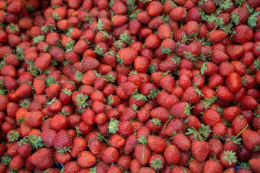 Taze toplanmış çilekler. Çilekli. Gıda arkaplanı.