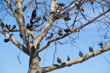 Güvercinler ağaç dalında oturuyorlar.