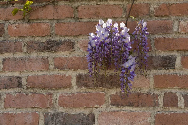 Wall with flower as a background