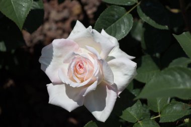 Bahçe arka planında güzel renkli gül çiçeği