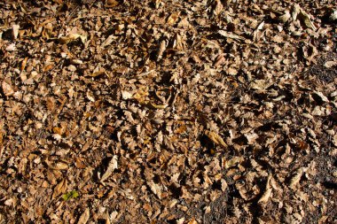 Arka plan için sonbahar yaprakları dokusu. Yaprak arkaplan dokusu