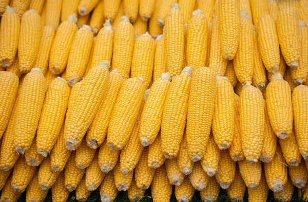 Viele Frisch Geschälte Bio Maiskörner Als Nahrungsgrundlage — Stockfoto
