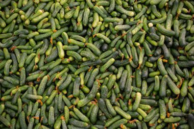 Yerel pazarda taze yeşil salatalıklar satılıyor..