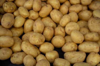 Taze sebze konsepti, organik doğal gıda, patates yetiştirme, tarım..