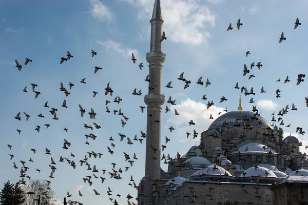 Galamb Repül Körül Mecset Minaretek — Stock Fotó