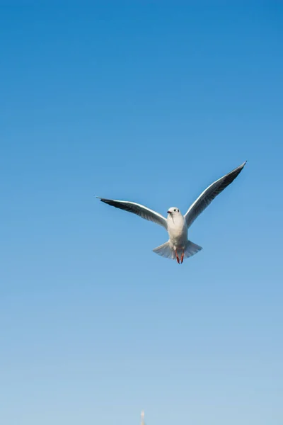 Möwe Fliegt Als Freiheitsbegriff Den Himmel — Stockfoto
