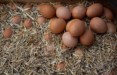 Pazar yerinde organik taze çiftlik yumurtaları.
