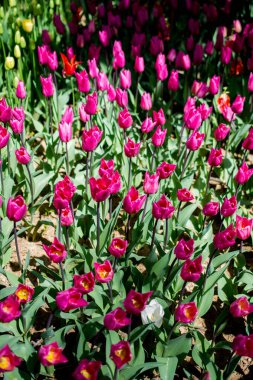 Çiçek arkaplanı olarak çiçek açan renkli lale çiçekleri