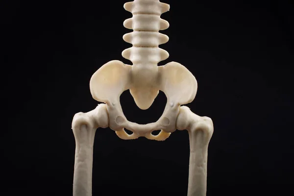 Modelo Esqueleto Humano Para Ciencia Anatomía Médica Concepto Clínica Médica — Foto de Stock