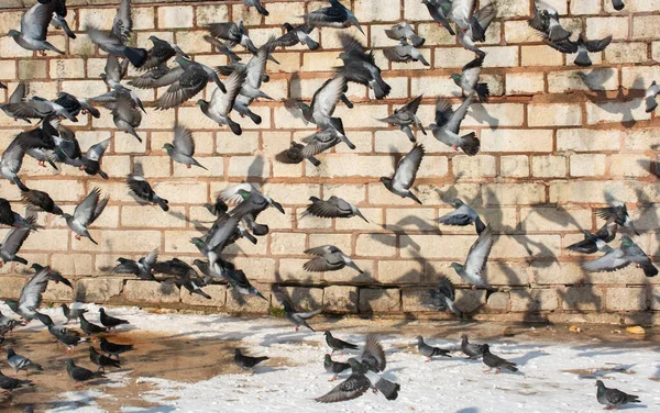 可爱的鸽子 城市里的鸽子住在城市里 — 图库照片