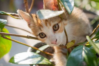 Evcil bir hayvan gibi görünen sevimli bir kedi yavrusunun portresi