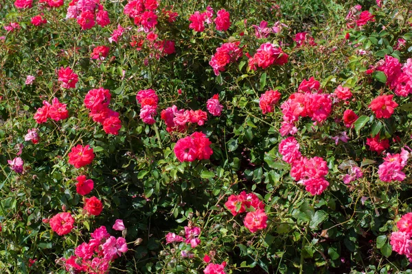 Цветущие Красивые Цветы Роз Весеннем Саду — стоковое фото