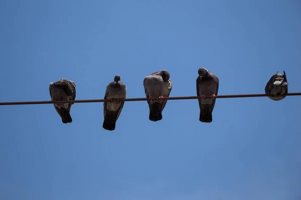 Pássaros Pombo Empoleirados Arame Com Fundo Azul Céu — Fotografia de Stock