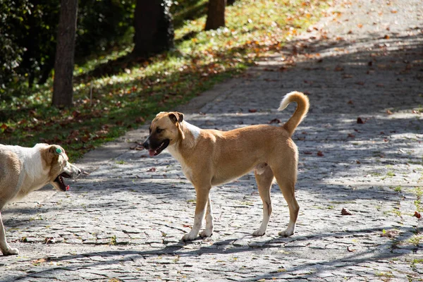 Cani Randagi Senzatetto Vista Come Concetto Animale Domestico — Foto Stock