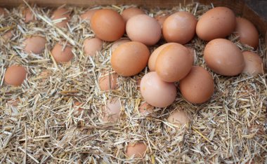 Pazar yerinde organik taze çiftlik yumurtaları.