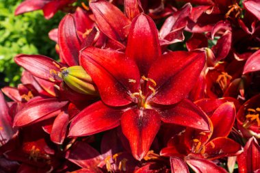 Çiçek açan güzel taze zambak çiçekleri