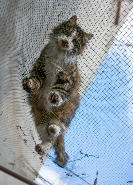 Portrait of  a lovely kitten as domestic animal in view