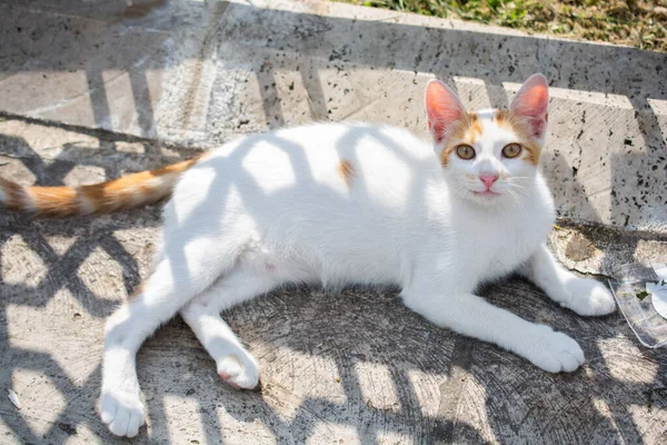 美しい子猫の肖像画を国内動物として見る — ストック写真