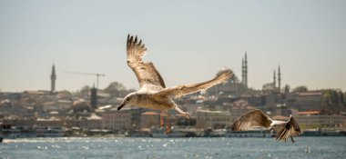 Arka planda cami olan martılar gökyüzünde uçuyor.
