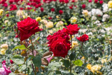 Bahar bahçesinde çiçek açan güzel güller