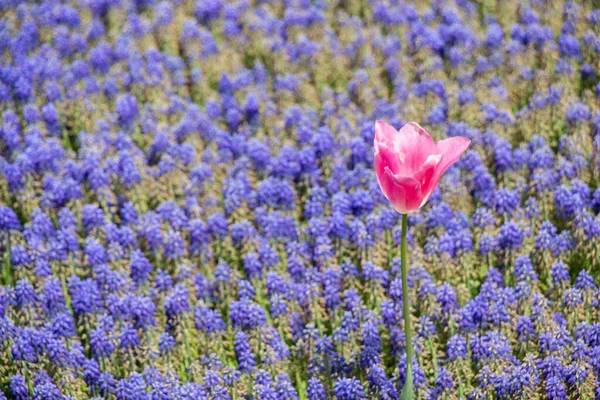 ดอกไม สวยงาม ดอกไม ธรรมชาต นเป นหล งดอกไม — ภาพถ่ายสต็อก