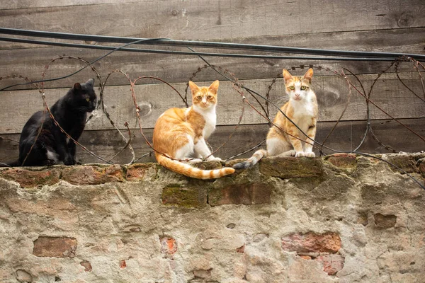 Retrato Adorável Gatos Como Animal Doméstico Vista — Fotografia de Stock