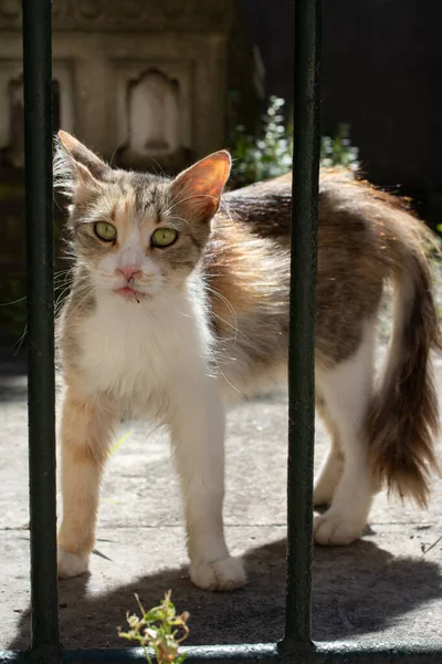 Retrato Cerca Gato Encantador Como Animal Doméstico Vista — Foto de Stock