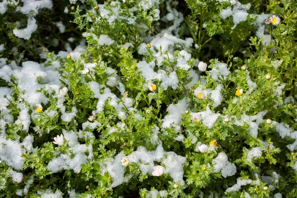 Primeiras Flores Primavera Sob Neve Jardim — Fotografia de Stock