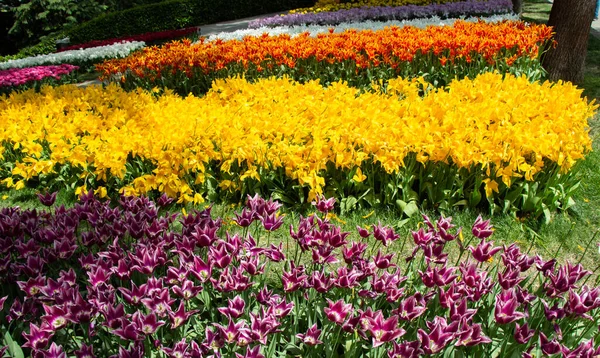 Квіти Тюльпанів Квітковий Фон Рослини — стокове фото