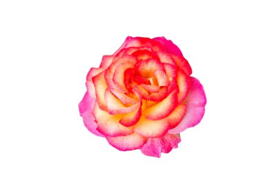 Tatil için pembe güller, bokeh, makro, çiçek arkaplanı. metin için romantik boşluk