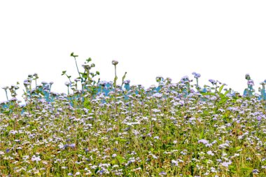 Bahçe konsepti için açan bahar çiçekleri