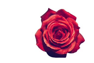 Bayram için kırmızı gül çiçekleri, bokeh, makro, çiçekli arka plan. metin için romantik boşluk