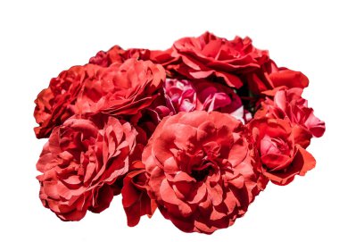 Tatil için pembe güller, bokeh, makro, çiçekli arka plan. metin için romantik boşluk