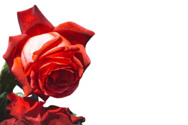 Bayram için kırmızı gül çiçekleri, bokeh, makro, çiçekli arka plan. metin için romantik boşluk