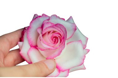 Tatil için elinde pembe güller, bokeh, makro, çiçekli arka plan. metin için romantik boşluk