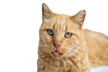 Kedi resimleri, kedi gözleri, şirin kedi gözleri, masum kedi resimleri, yakın plan kedi resimleri, kedi fotoğrafları..