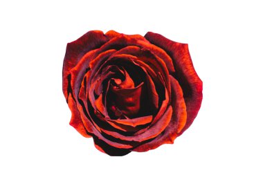 Bayram için kırmızı gül çiçekleri, bokeh, makro, çiçekli arka plan. metin için romantik boşluk