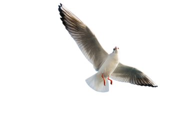 Beyaz arkaplanda izole edilmiş martı