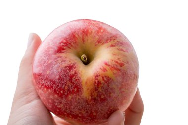 Elma hasatı Sonbahar konsepti. Elde taze elma